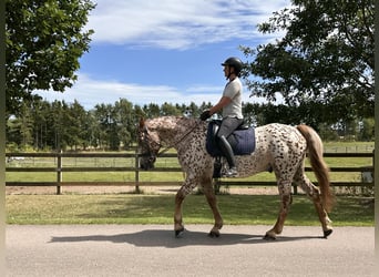 Knabstrupper, Caballo castrado, 6 años, 160 cm, Atigrado/Moteado
