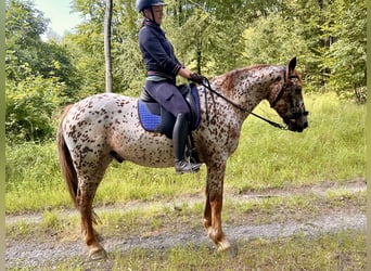 Knabstrupper, Caballo castrado, 6 años, 160 cm, Atigrado/Moteado