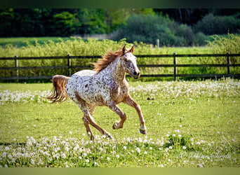 Knabstrupper, Caballo castrado, 6 años, 160 cm, Atigrado/Moteado