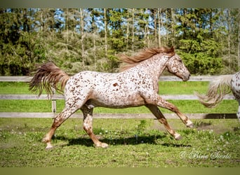 Knabstrupper, Caballo castrado, 6 años, 160 cm, Atigrado/Moteado