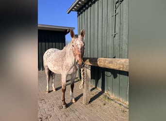 Knabstrupper, Caballo castrado, 6 años, 171 cm, Atigrado/Moteado