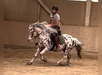 Knabstrupper, Caballo castrado, 8 años, 140 cm, Atigrado/Moteado