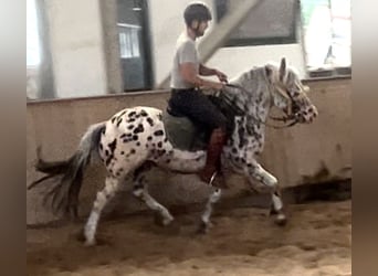 Knabstrupper, Caballo castrado, 8 años, 140 cm, Atigrado/Moteado