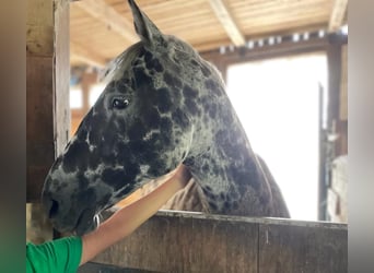 Knabstrupper, Caballo castrado, 9 años, 150 cm, Atigrado/Moteado