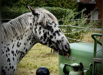 Knabstrupper, Castrone, 2 Anni, 155 cm, Leopard
