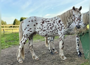 Knabstrupper, Castrone, 3 Anni, 154 cm