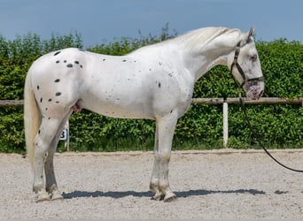Knabstrupper Mix, Castrone, 3 Anni, 158 cm, Leopard