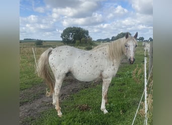 Knabstrupper Mix, Castrone, 4 Anni, 154 cm, Leopard