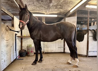 Knabstrupper, Castrone, 4 Anni, 155 cm
