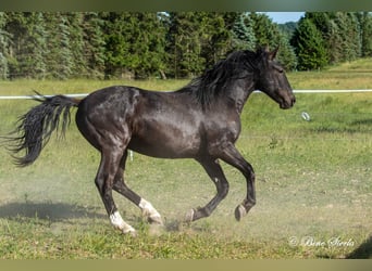Knabstrupper, Castrone, 4 Anni, 155 cm