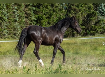 Knabstrupper, Castrone, 4 Anni, 155 cm