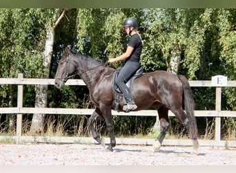Knabstrupper, Castrone, 4 Anni, 158 cm, Morello