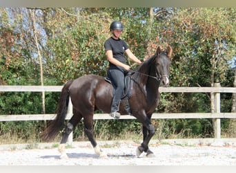 Knabstrupper, Castrone, 4 Anni, 158 cm, Morello