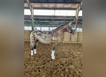 Knabstrupper, Castrone, 4 Anni, 160 cm, Leopard