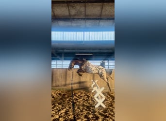 Knabstrupper, Castrone, 4 Anni, 160 cm, Leopard