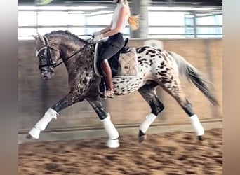 Knabstrupper, Castrone, 4 Anni, 160 cm, Leopard