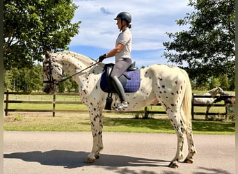 Knabstrupper, Castrone, 4 Anni, 164 cm, Leopard