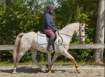 Knabstrupper, Castrone, 5 Anni, 147 cm, Leopard