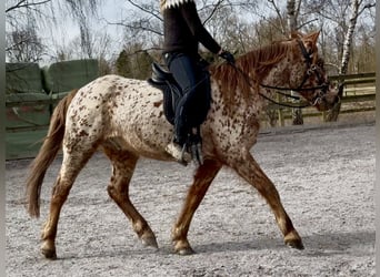 Knabstrupper, Castrone, 6 Anni, 159 cm, Leopard