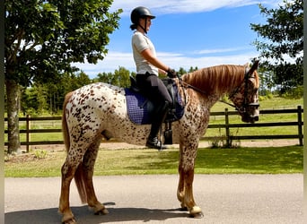 Knabstrupper, Castrone, 6 Anni, 160 cm, Leopard
