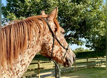 Knabstrupper, Castrone, 6 Anni, 160 cm, Leopard