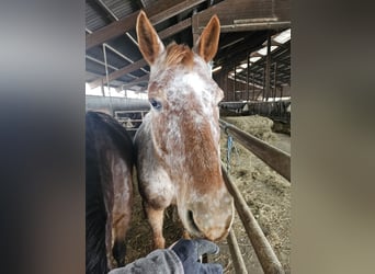 Knabstrupper, Giumenta, 11 Anni, Leopard