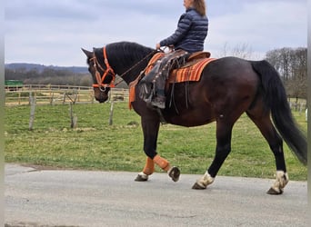 Knabstrupper, Giumenta, 12 Anni, 164 cm, Baio