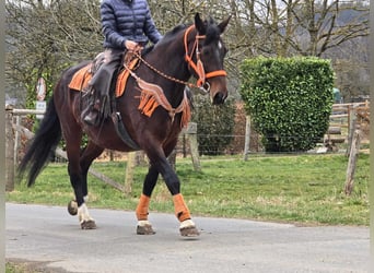 Knabstrupper, Giumenta, 12 Anni, 164 cm, Baio