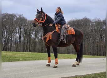 Knabstrupper, Giumenta, 12 Anni, 164 cm, Baio