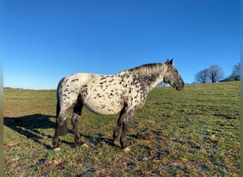 Knabstrupper, Giumenta, 13 Anni, 152 cm, Leopard
