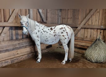 Knabstrupper Mix, Giumenta, 13 Anni, 153 cm, Leopard