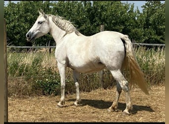 Knabstrupper Mix, Giumenta, 13 Anni, 157 cm, Grigio