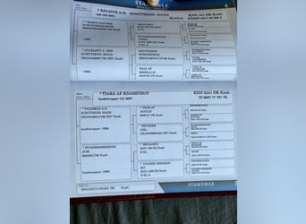 Knabstrupper, Giumenta, 14 Anni, 168 cm, Leopard