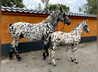 Knabstrupper, Giumenta, 15 Anni, 159 cm, Leopard