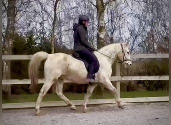 Knabstrupper, Giumenta, 18 Anni, 147 cm, Leopard