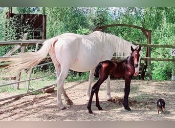 Knabstrupper, Giumenta, 1 Anno, 150 cm, Può diventare grigio
