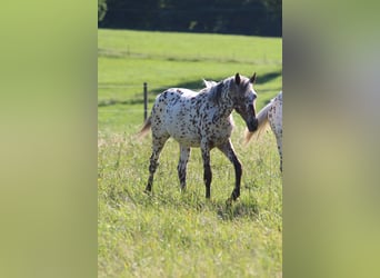 Knabstrupper, Giumenta, 1 Anno, Leopard