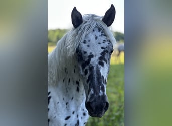 Knabstrupper, Giumenta, 2 Anni, 155 cm, Leopard