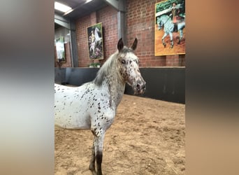 Knabstrupper, Giumenta, 2 Anni, 156 cm, Leopard