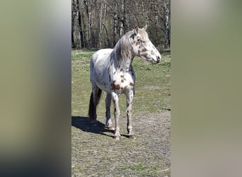 Knabstrupper, Giumenta, 3 Anni, 155 cm, Leopard