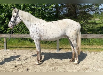 Knabstrupper, Giumenta, 4 Anni, 148 cm, Leopard