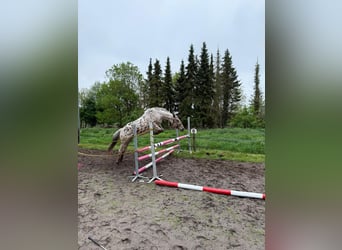 Knabstrupper, Giumenta, 4 Anni, 155 cm, Leopard