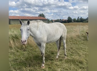 Knabstrupper, Giumenta, 4 Anni, 161 cm, Leopard