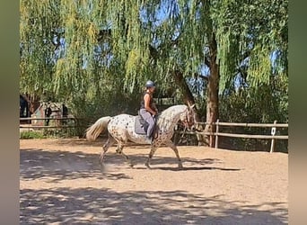 Knabstrupper, Giumenta, 4 Anni, 165 cm, Leopard