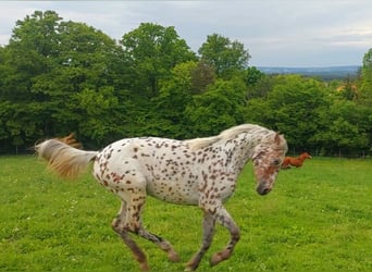 Knabstrupper, Giumenta, 4 Anni, 165 cm, Leopard