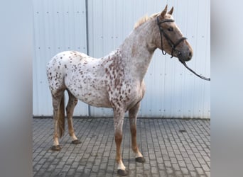Knabstrupper, Giumenta, 5 Anni, 156 cm