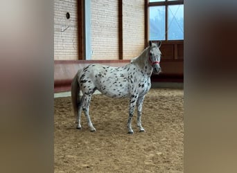 Knabstrupper, Giumenta, 5 Anni, 156 cm, Leopard