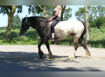 Knabstrupper, Giumenta, 5 Anni, 158 cm, Leopard