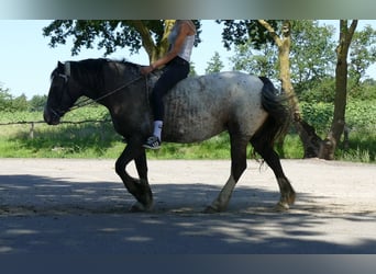 Knabstrupper, Giumenta, 5 Anni, 158 cm, Leopard
