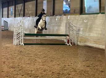 Knabstrupper, Giumenta, 6 Anni, 130 cm, Bianco